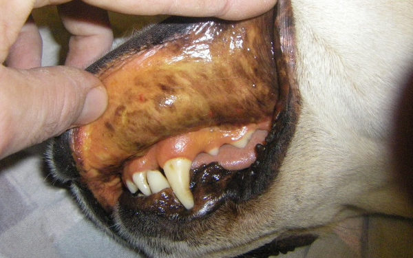 Qu'est-ce que la leptospirose chez le chien ?