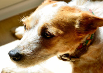 Comment savoir si son chien est anxieux ?