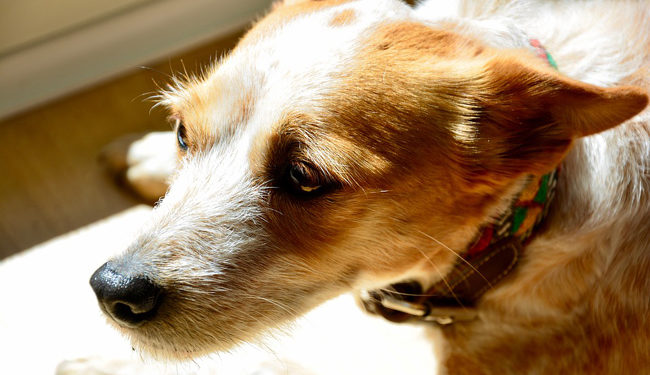 Comment savoir si un chien est anxieux ?