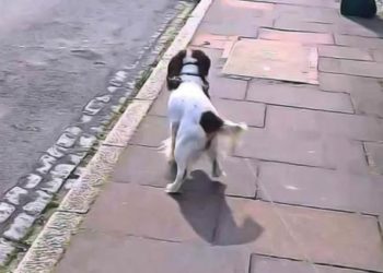 Pourquoi mon chat marche de travers ?