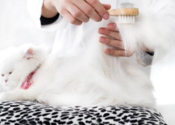 Comment enlever les boules de poils d'un chat ?