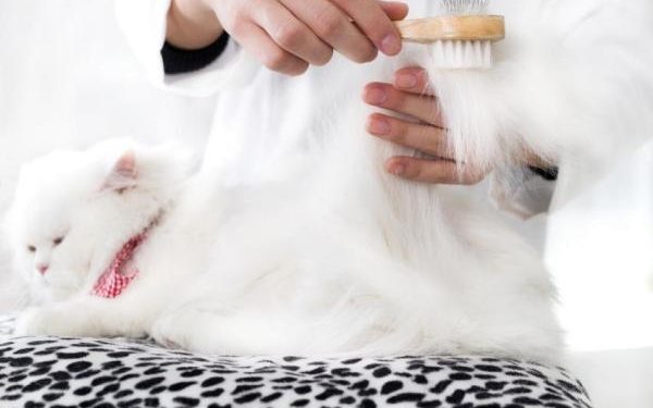 Comment enlever les boules de poils d'un chat ?