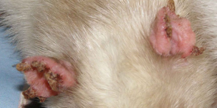 Comment soigner la gale des oreilles du chat naturellement ?