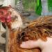 Comment eviter la gale des poules ?