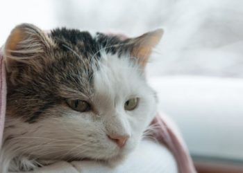Comment nettoyer le nez d'un chat enrhumé ?