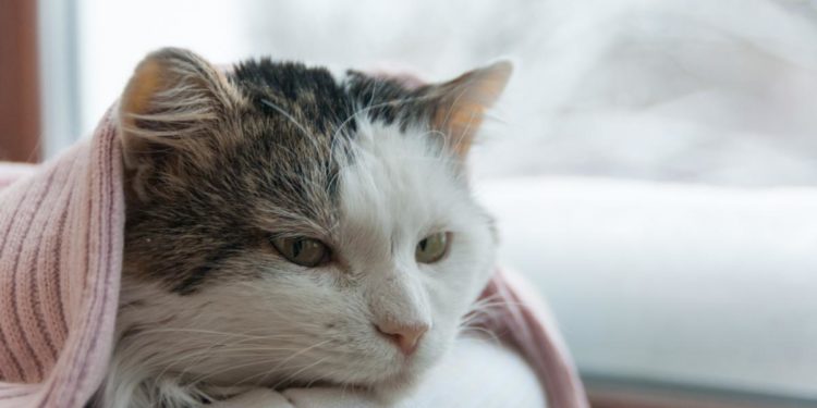 Comment nettoyer le nez d'un chat enrhumé ?