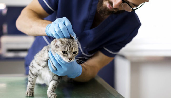 Comment calmer les démangeaisons chez le chat ?