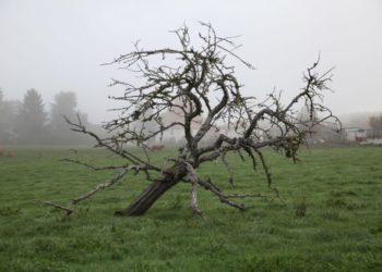 Comment savoir si un oiseau est en train de mourir ?