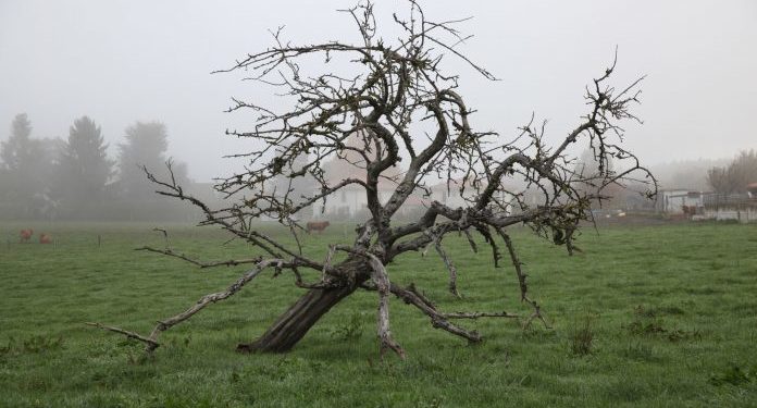 Comment savoir si un oiseau est en train de mourir ?