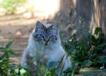 Comment soigner l'alopécie chez le chat ?