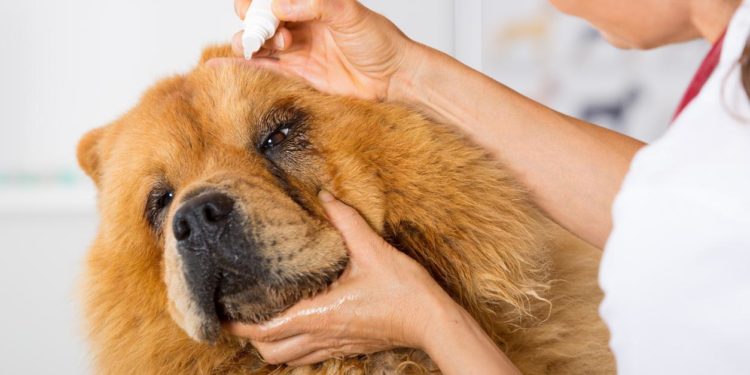 Comment arriver à mettre des gouttes dans les yeux d'un chien ?