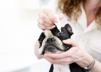 Quel collyre pour conjonctivite chien ?