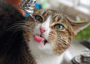 Comment savoir si un chat perd les EAU ?