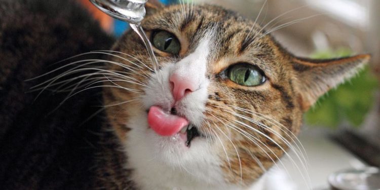 Comment savoir si un chat perd les EAU ?