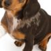 Comment soigner une brûlure chez un chien ?
