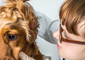 Comment eviter les otites chez le chien ?
