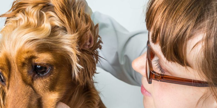 Comment eviter les otites chez le chien ?