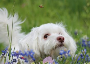 Comment savoir si mon chien a avalé une guêpe ?