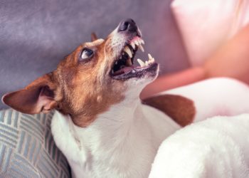 Comment soulager un chien qui a un cancer ?