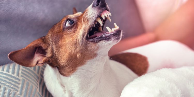 Comment soulager un chien qui a un cancer ?