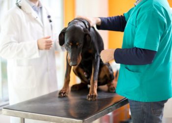 Comment traiter une tumeur au foie chez le chien ?