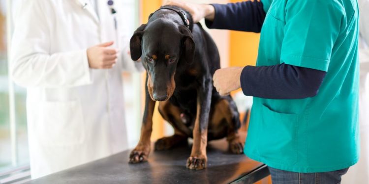 Comment traiter une tumeur au foie chez le chien ?