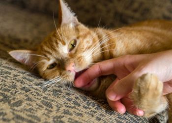 Pourquoi mon chaton a vomi ?