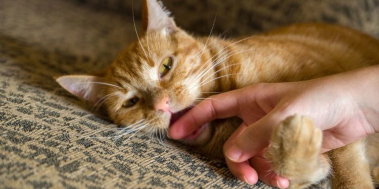 Pourquoi mon chaton a vomi ?