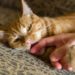 Pourquoi mon chaton a vomi ?
