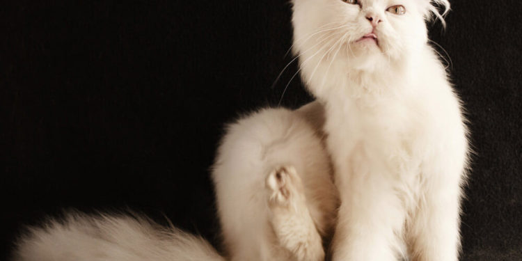 Comment savoir si mon chat a fait un AVC ?