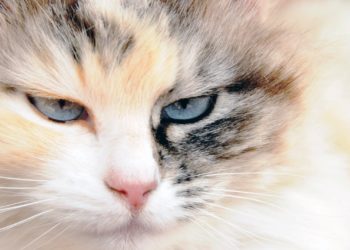 Comment Decongestionner le nez d'un chat ?