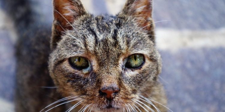 Comment traiter le coryza du chat ?