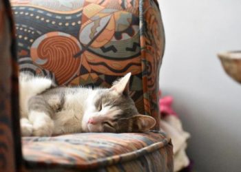 Pourquoi mon chat respire très vite ?