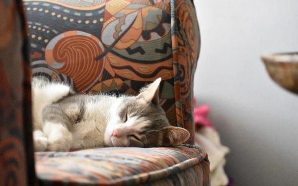 Pourquoi mon chat respire très vite ?