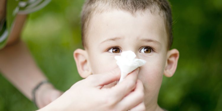 Comment arrêter un saignement chez un chat ?