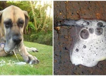 Pourquoi mon chiot vomit de la mousse blanche ?