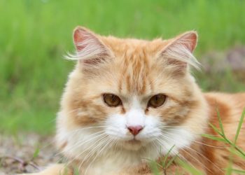 Pourquoi mon chat vomit tous les jours ?