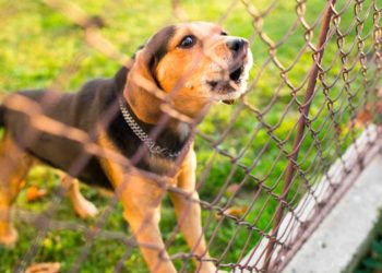 Comment faire comprendre à un chien d'arrêter de se gratter ?