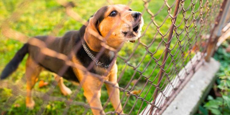 Comment faire comprendre à un chien d'arrêter de se gratter ?