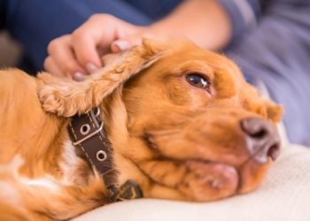 Comment savoir si mon chien a quelque chose dans la gorge ?