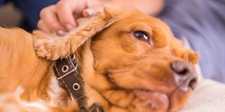 Comment savoir si mon chien a quelque chose dans la gorge ?