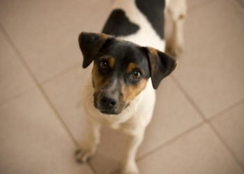 Comment savoir si mon chien à la teigne ?