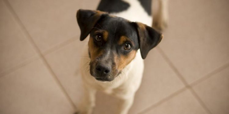 Comment savoir si mon chien à la teigne ?