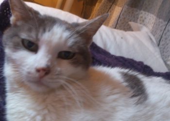 Comment un chat attrape le calicivirus ?