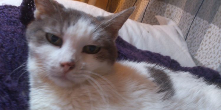 Comment un chat attrape le calicivirus ?