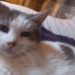 Comment un chat attrape le calicivirus ?