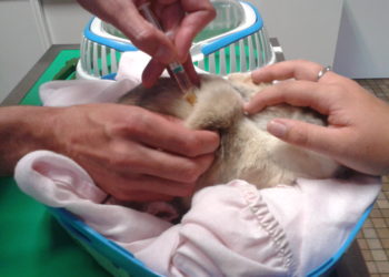 Comment un lapin attrape le VHD ?