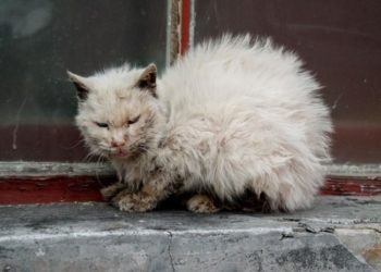 Comment un lapin attrape le coryza ?