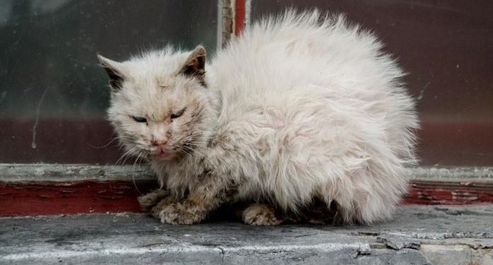 Comment un lapin attrape le coryza ?