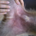 Pourquoi mon chien a des boutons sur le ventre ?